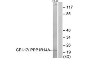 Western blot analysis of extracts from HT-29 cells, using CPI17 alpha (Ab-38) Antibody. (CPI-17 Antikörper  (AA 5-54))