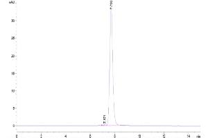 The purity of Mouse BCAM is greater than 95 % as determined by SEC-HPLC.