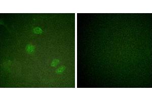 Peptide - +Immunofluorescence analysis of HeLa cells, using ETS Domain Protein Elk-3 antibody.