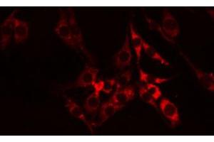 ABIN6274610 staining RAW264. (Cell Adhesion Molecule 4 Antikörper  (C-Term))