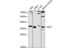 Western blot analysis of extracts of various cell lines, using KLF7 antibody (ABIN6130893, ABIN6142925, ABIN6142926 and ABIN6224822) at 1:3000 dilution.