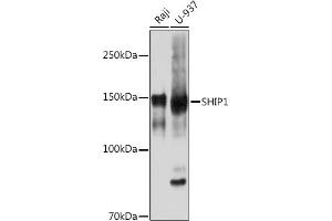 Western blot analysis of extracts of various cell lines, using SHIP11 Rabbit mAb (ABIN7267882) at 1:1000 dilution. (INPP5D Antikörper)