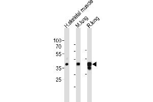 Western blot analysis of lysates from human skeletal muscle, mouse lung, rat lung tissue lysate (from left to right), using LMCD1 Antibody (C-term) (ABIN6243246 and ABIN6577875). (LMCD1 Antikörper  (C-Term))