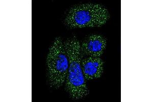 Confocal immunofluorescent analysis of SERPING1 Antibody (Center) (ABIN390620 and ABIN2840928) with NCI- cell followed by Alexa Fluor 488-conjugated goat anti-rabbit lgG (green). (SERPING1 Antikörper  (AA 285-314))