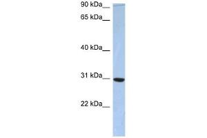 C16ORF65 antibody used at 1 ug/ml to detect target protein. (PDZD9 Antikörper  (Middle Region))