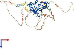 T-Box 6 Protein (TBX6) (AA 1-436) (His tag)