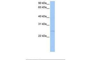 Image no. 1 for anti-Ribosomal RNA Processing 7 Homolog A (RRP7A) (AA 65-114) antibody (ABIN6737952) (RRP7A Antikörper  (AA 65-114))