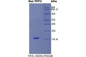 SDS-PAGE analysis of Rat Trefoil Factor 2 Protein.