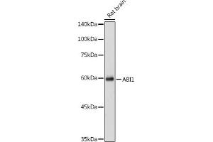 ABI1 Antikörper  (AA 180-230)