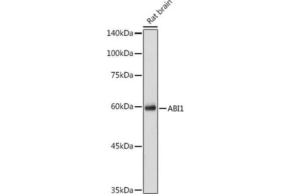 ABI1 Antikörper  (AA 180-230)