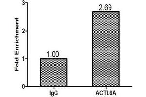 Chromatin Immunoprecipitation MCF-7 (1. (BAF53A Antikörper  (AA 1-280))