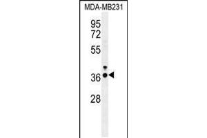 Western blot analysis in MDA-MB231 cell line lysates (35ug/lane). (IRF1 Antikörper  (AA 74-102))