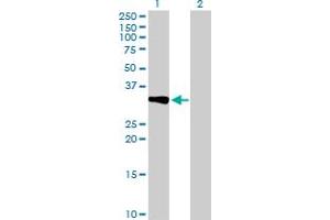 Western Blot analysis of CRHBP expression in transfected 293T cell line by CRHBP MaxPab polyclonal antibody. (CRHBP Antikörper  (AA 1-322))