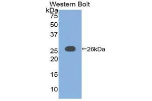 Western Blotting (WB) image for anti-Adenylate Cyclase 6 (ADCY6) (AA 246-435) antibody (ABIN1857912)