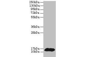 Western blot All lanes: PHPT1 antibody at 2 μg/mL + MCF-7 whole cell lysate Secondary Goat polyclonal to rabbit IgG at 1/10000 dilution Predicted band size: 14 kDa Observed band size: 14 kDa (PHPT1 Antikörper  (AA 1-125))