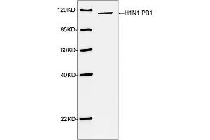 Western blot analysis of H1N1 PB1 recombinant protein using H1N1 PB1 antibody (ABIN398951, 1 µg/mL) The signal was developed with IRDyeTM 800 Conjugated Goat Anti-Rabbit IgG. (Influenza A H1N1 PB1 Antikörper  (C-Term))