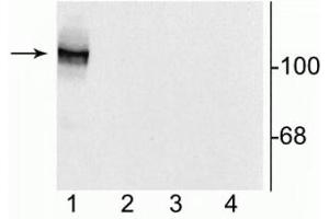 Western blot of 10 µg of HEK 293 cells showing specific immunolabeling of the ~120 kDa NR1 subunit of the NMDA receptor containing the N1 splice variant insert (lane 1). (GRIN1/NMDAR1 Antikörper)