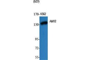 Western Blot (WB) analysis of specific cells using Abl1/2 Polyclonal Antibody. (ABL1/2 Antikörper  (Lys5))