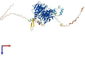 DCAF11 Protein (AA 1-546) (His tag)