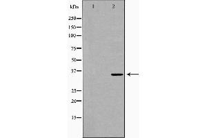 Western blot analysis of Mouse brain lysate, using P2RY6 Antibody. (P2RY6 Antikörper  (C-Term))