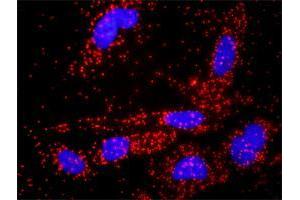 Proximity Ligation Assay (PLA) image for anti-Beta-secretase 1 (BACE1) (AA 22-501) antibody (ABIN2566113)