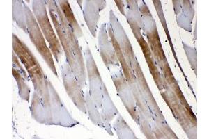 Immunohistochemistry (IHC) image for anti-Gap Junction Protein, gamma 1, 45kDa (GJC1) (AA 91-131) antibody (ABIN5647534)