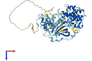 PKC zeta Protein (AA 1-592) (His tag)