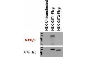 Immunoblot versus lysates of HEK293T cells untransfected and transfected with Flag-tagged GIT1 and GIT2 plasmids and probed with N39B/8 (top) and anti-Flag (bottom) antibodies. (GIT1 Antikörper  (C-Term))