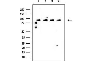 Western blot analysis of lysates from various samples, using STAT5B Mouse Monoclonal Antibody at 1/1000 dilution.