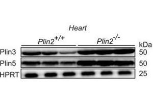 Elevated Plin3 and Plin5 protein expression in Plin2−/− hearts. (PLIN5 Antikörper  (C-Term))