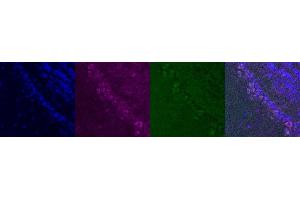 Immunohistochemistry (IHC) image for anti-Interleukin 10 (IL10) antibody (ABIN7456336)