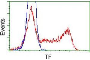 HEK293T cells transfected with either pCMV6-ENTRY TF (RC209184) (Red) or empty vector control plasmid (Blue) were immunostained with anti-TF mouse monoclonal (ABIN2453722), and then analyzed by flow cytometry. (Transferrin Antikörper)