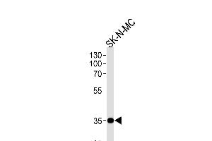 NKX1-1 Antibody (Center) (ABIN655858 and ABIN2845265) western blot analysis in SK-N-MC cell line lysates (35 μg/lane). (NKX1-1 Antikörper  (AA 230-258))