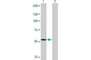 Western Blot analysis of PTGIS expression in transfected 293T cell line by PTGIS MaxPab polyclonal antibody. (PTGIS Antikörper  (AA 1-500))