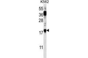 Western blot analysis in K562 cell line lysates (35ug/lane) using Parathymosin / PTMS  Antibody (Cterm). (Parathymosin Antikörper  (C-Term))