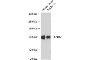 Western blot analysis of extracts of various cell lines, using CNTN1 antibody (ABIN7266492) at 1:1000 dilution. (Contactin 1 Antikörper  (AA 250-350))