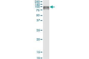 Immunoprecipitation of SILV transfected lysate using anti-SILV MaxPab rabbit polyclonal antibody and Protein A Magnetic Bead , and immunoblotted with SILV purified MaxPab mouse polyclonal antibody (B01P) . (Melanoma gp100 Antikörper  (AA 1-661))