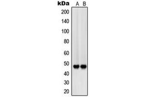 Western blot analysis of CD172b expression in A375 (A), A549 (B) whole cell lysates.