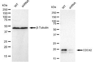 Western blotting analysis using CDC42 antibody (ABIN7798014). (Rekombinanter CDC42 Antikörper)