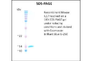 SDS-PAGE (SDS) image for Interleukin 17 (IL17) (Active) protein (ABIN5509454) (IL-17 Protein)