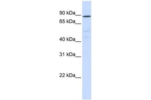 ATP6V0A2 Antikörper  (N-Term)