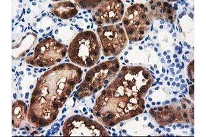 Image no. 5 for anti-Aminoacylase 3 (ACY3) antibody (ABIN1496463) (Aminoacylase 3 Antikörper)