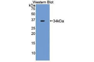 Western blot analysis of recombinant Rabbit TF. (Tissue factor Antikörper  (AA 33-292))