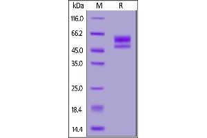 Cynomolgus CD3E&CD3D Heterodimer Protein, Fc,His Tag&Fc,Flag Tag on  under reducing (R) condition.