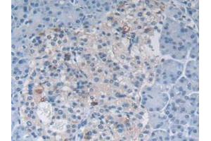 IHC-P analysis of Human Pancreas Tissue, with DAB staining. (MSTN Antikörper  (AA 266-375))