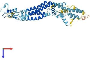 Pannexin 3 Protein (PANX3) (AA 1-392) (His tag)