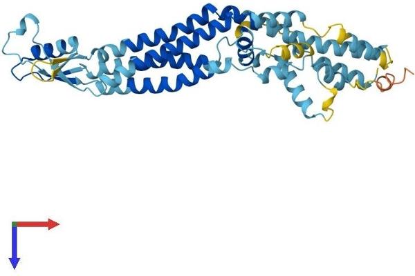 Pannexin 3 Protein (PANX3) (AA 1-392) (His tag)
