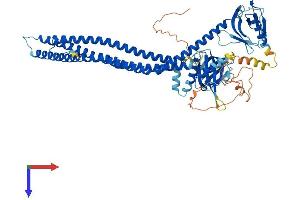 APPL2 Protein (AA 1-662) (His tag)