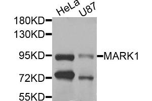 Western blot analysis of extracts of various cell lines, using MARK1 antibody (ABIN5974592) at 1/1000 dilution. (MARK1 Antikörper)