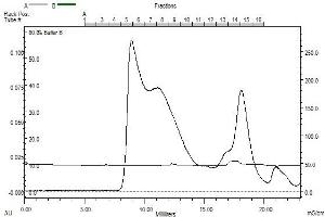 Ataxin2 no tag (AA 1- 1313) gel filtration Superose 6 fraction 8 - 10 (Ataxin 2 Protein (ATXN2) (AA 1-1313) (Strep Tag))